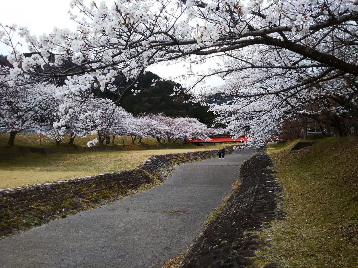 sakura2025 dandan park.jpg